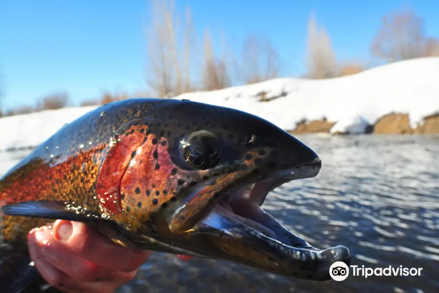 Yampa Valley Anglers