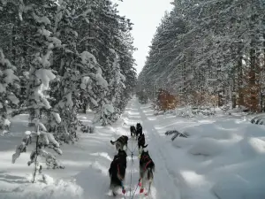 Nature's Kennel Sled Dog Racing and Adventures