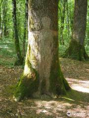 Forêt Domaniale de Chaux