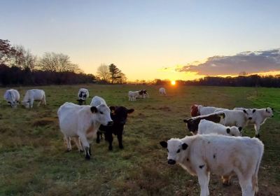 Moose Hill Farm