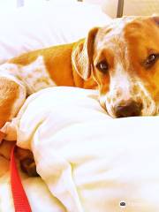 Costa Rica Dog Rescue & Adoption