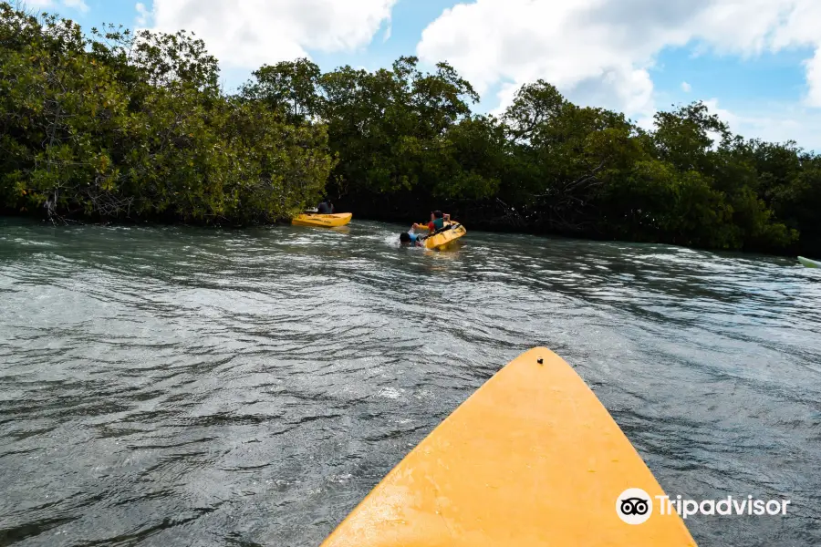 Aruba Kayak Adventure