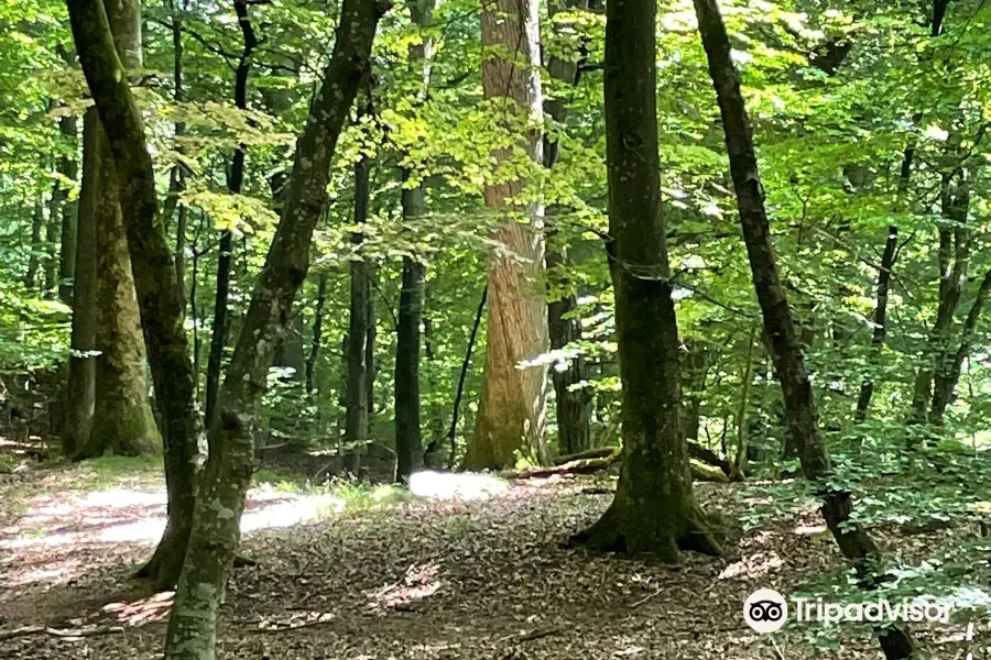 Almindingen Forest