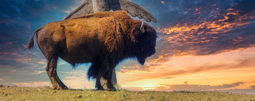 La Ferme Aux Bisons
