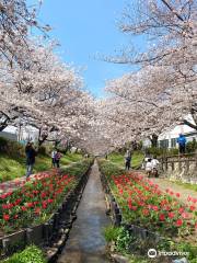 Egawa River Murmuring Green Road