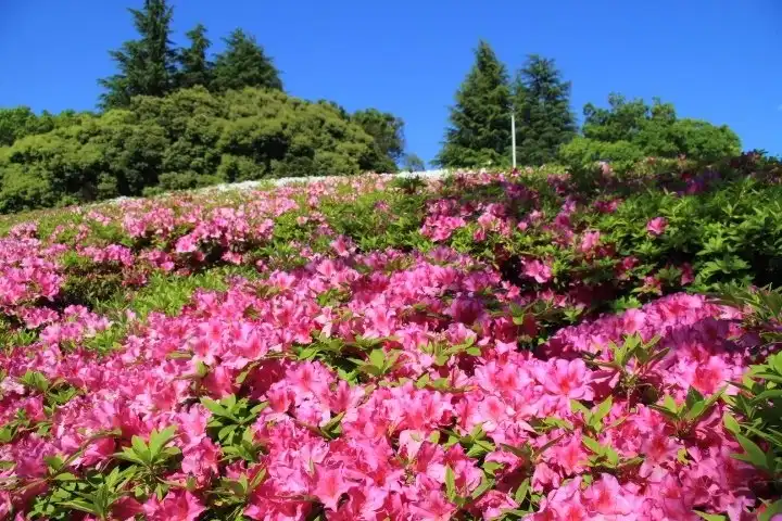 Hotels near Setagaya Park