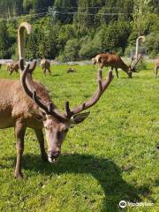 Wildlife Oasis - City of Castel Ivano