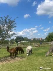 Gorse Hill City Farm