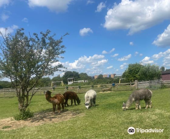 Gorse Hill City Farm