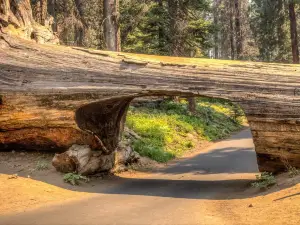 Sequoia National Park's Tunnel Log