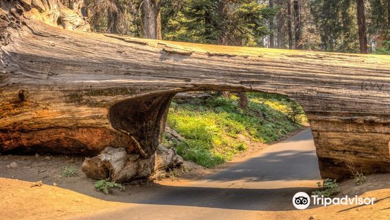 Sequoia National Park's Tunnel Log