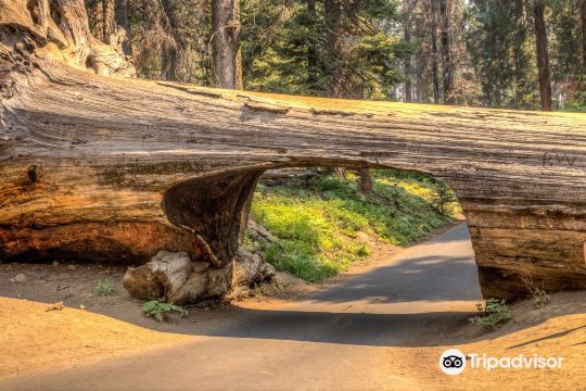Sequoia National Park's Tunnel Log