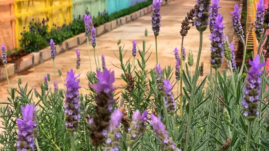 Green View Garden Cameron Highlands