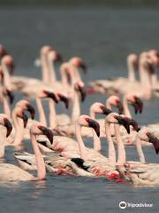 Thane Creek Flamingo Sanctuary