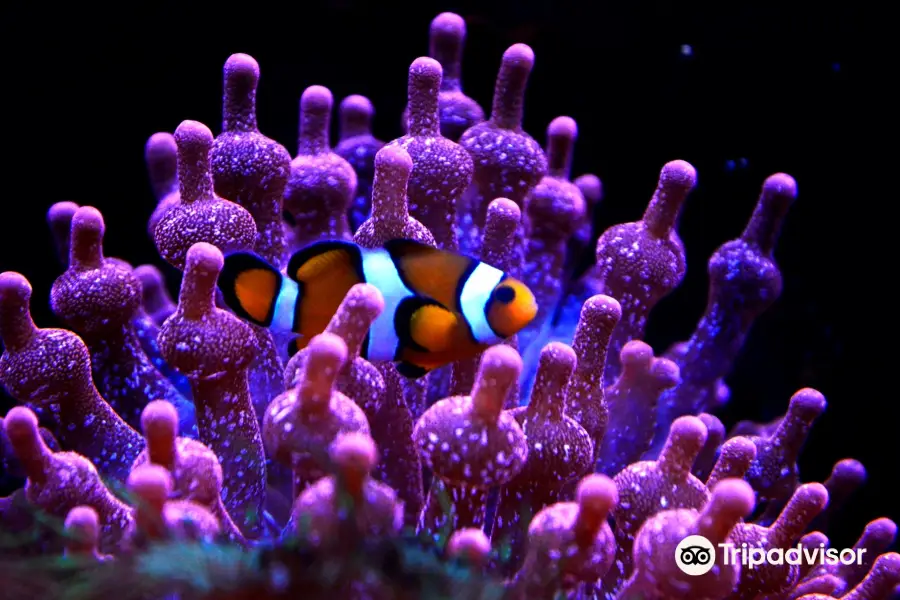 リヨン水族館