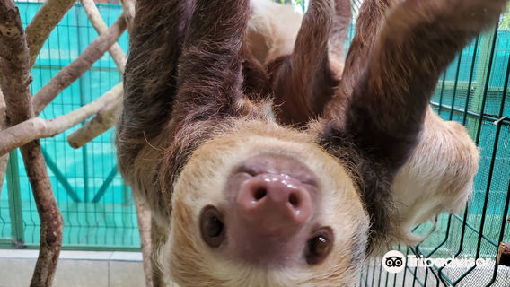 Sloth Sanctuary of Costa Rica