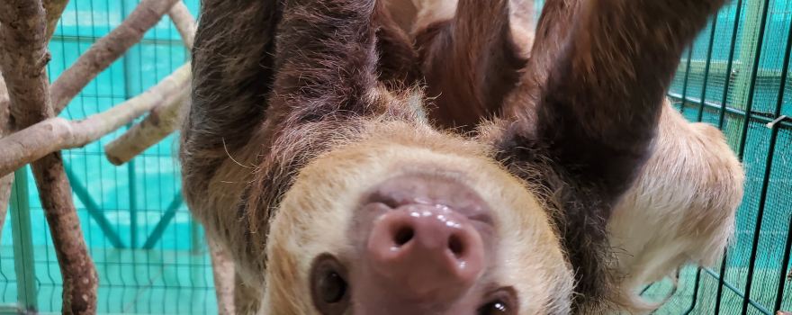 Sloth Sanctuary of Costa Rica