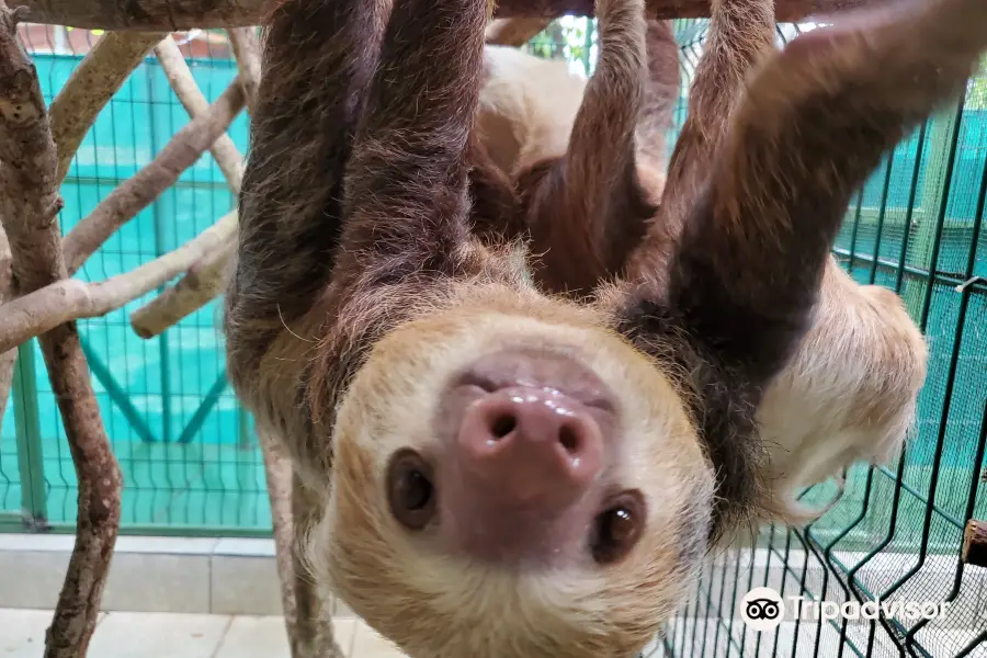 Sloth Sanctuary of Costa Rica