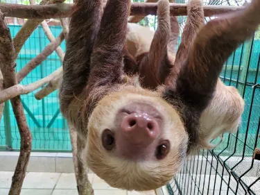 Aviarios del Caribe Sloth Sanctuary