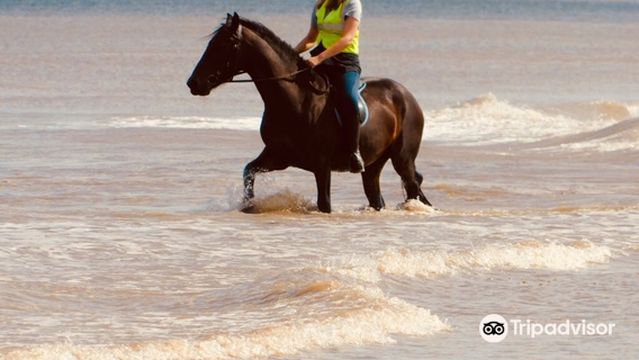 Orchard Farm Equestrian