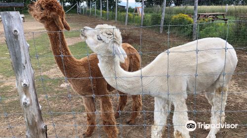 Alpacas Charlevoix