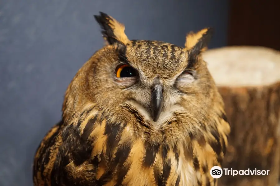 ふくろう神社-Owl Shrine- (owl cafe)