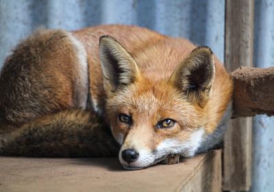 Denmark Animal Farm & Pentland Alpaca Stud