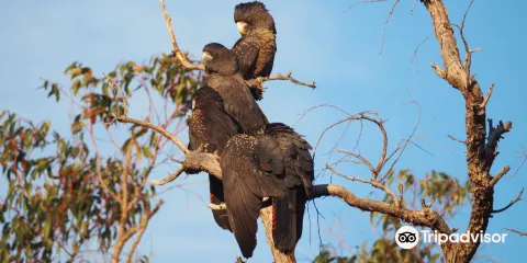 醋栗山國家公園