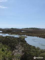 Withlacoochee Gulf Preserve