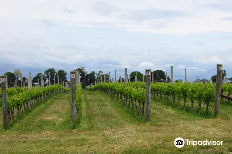 One Woman Wines & Vineyards