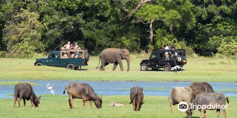 Minneriya Tusker Safaris