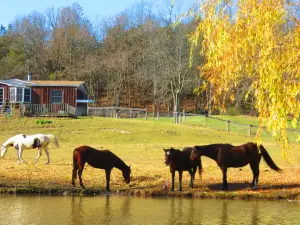 Catskill Animal Sanctuary