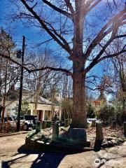 El árbol que se pertenece a sí mismo