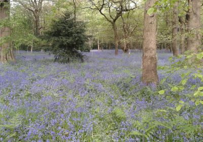 Saltwells Local Nature Reserve