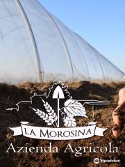 Azienda Agricola - Agribirrificio La Morosina
