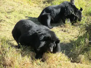 G B パント・ハイ・アルティチュード動物園