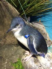 坎姆頓探險水族館