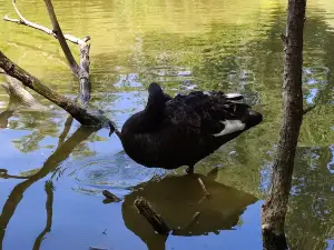 LES OISEAUX DU MARAIS POITEVIN Parc Ornithologique et Embarcadère