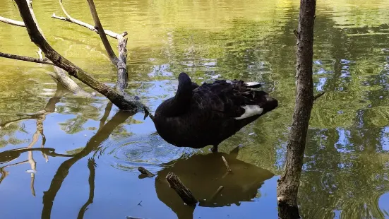 LES OISEAUX DU MARAIS POITEVIN Parc Ornithologique et Embarcadère