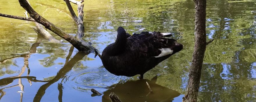 Les Oiseaux du Marais Poitevin
