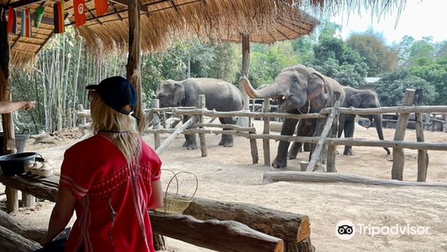 Maerim Elephant Home