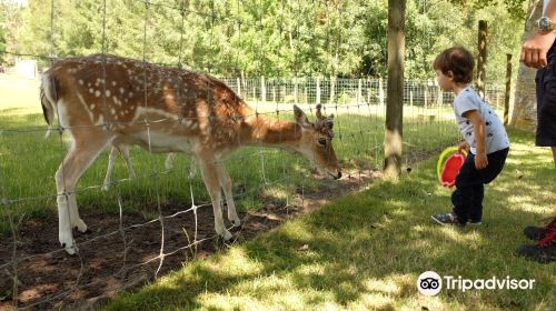 Lilliput Farm Fun And Animal Park