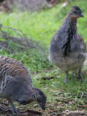 Yongergnow Australian Malleefowl Centre