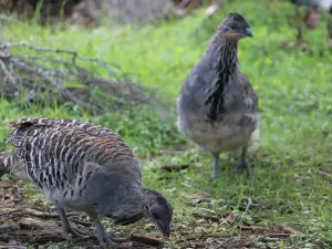 Yongergnow Australian Malleefowl Centre