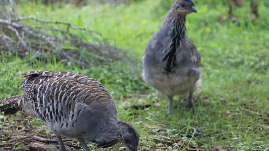 Yongergnow Australian Malleefowl Centre