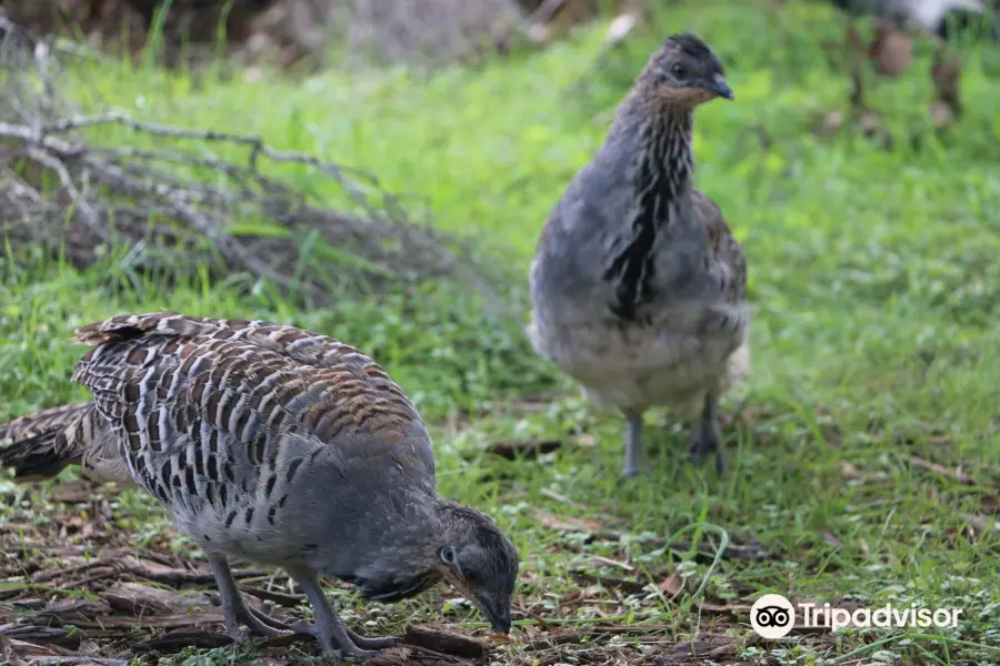 Yongergnow Australian Malleefowl Centre