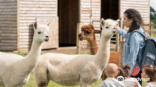 Bluebell Dairy Ice Cream Farm