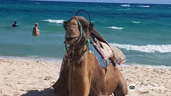Yasmine Hammamet