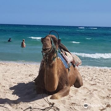 Yasmine Hammamet