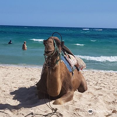 Yasmine Hammamet